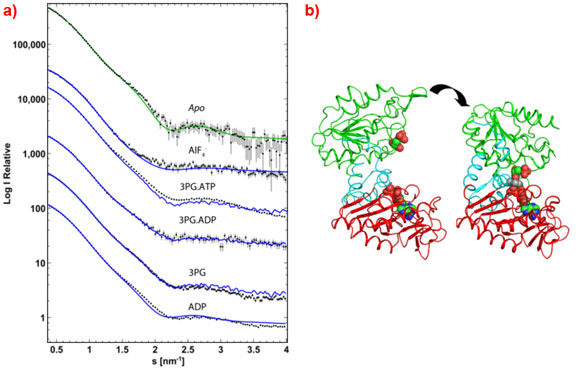 Experimental SAXS data and view of the conformational change of PGK complexes.